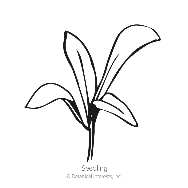 Oopsy Daisy Calendula (Pot Marigold) Seeds