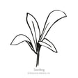 Oopsy Daisy Calendula (Pot Marigold) Seeds