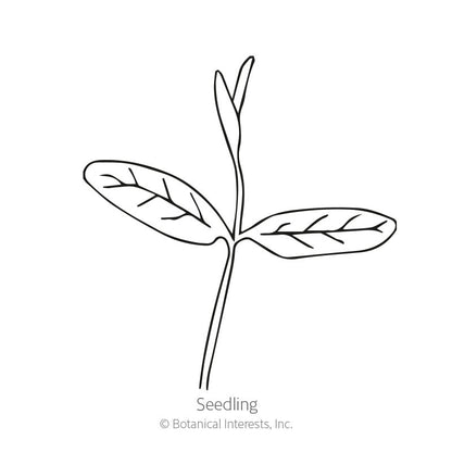 Common Milkweed/Butterfly Flower Seeds
