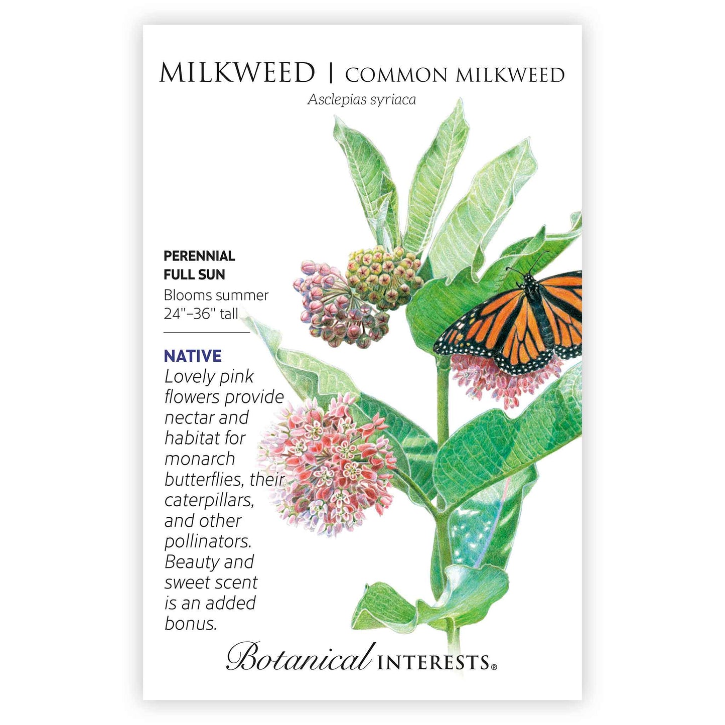Common Milkweed/Butterfly Flower Seeds