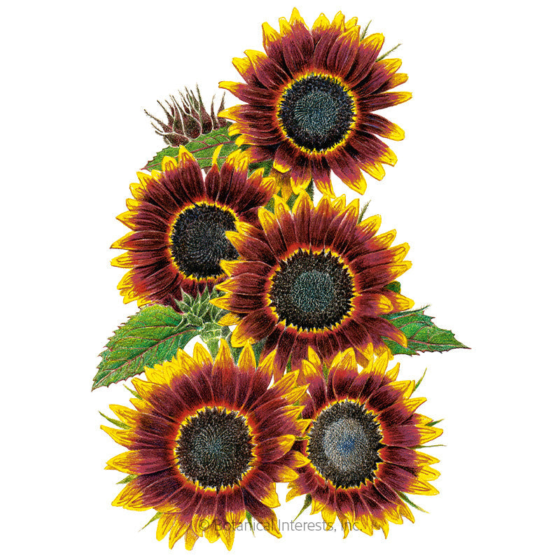 Shock-O-Lat Sunflower Seeds