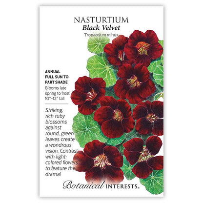 Black Velvet Nasturtium Seeds
