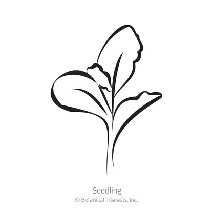 Starflower Scabiosa/Pincushion Flower Seeds