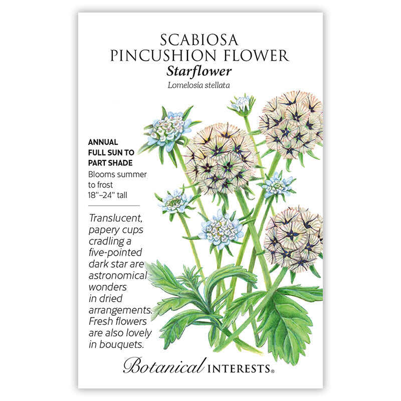pincushion plant seeds Starflower Scabiosa/Pincushion Flower Seeds