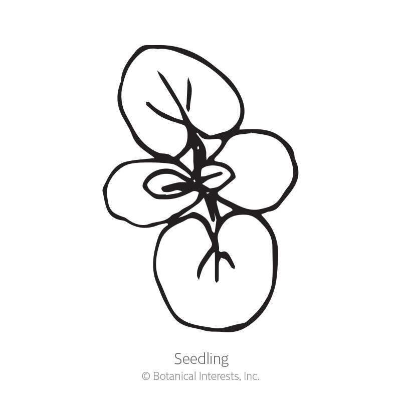 Tweedia Milkweed/Butterfly Flower Seeds