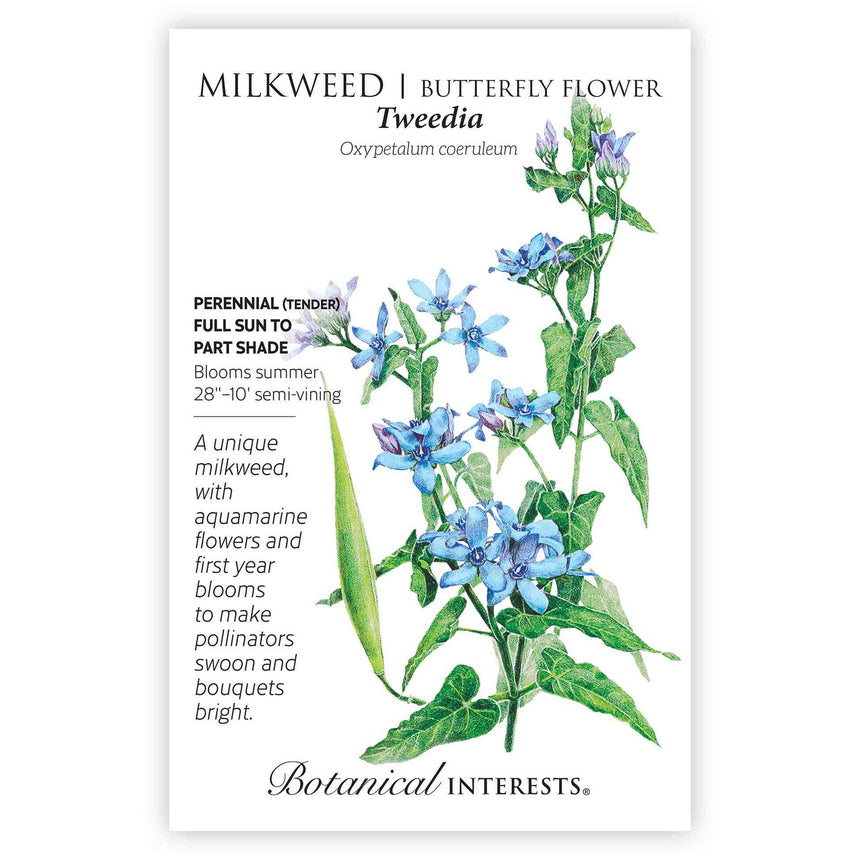 tweedia flower seeds Tweedia Milkweed/Butterfly Flower Seeds