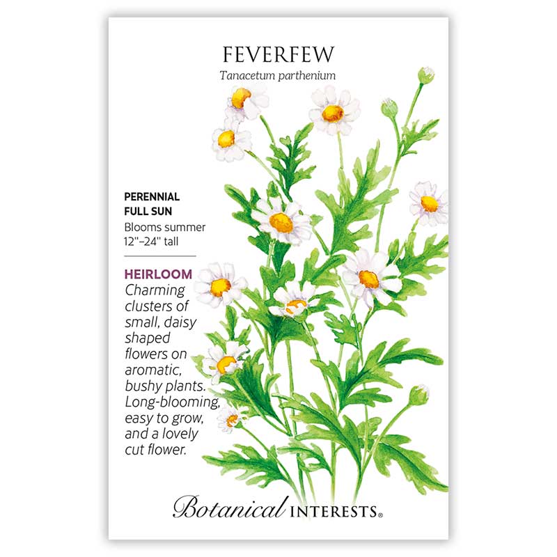 planting feverfew seeds Feverfew Seeds – Botanical Interests