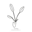 Incredible! Swirl Coreopsis Seeds