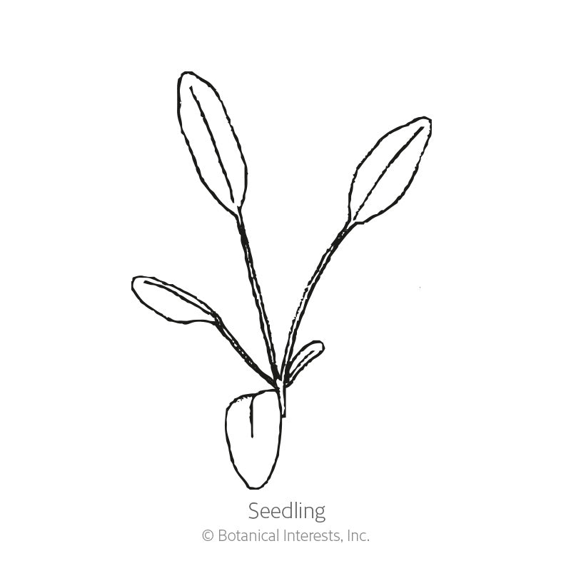 Incredible! Swirl Coreopsis Seeds