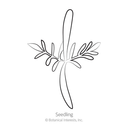 Apricotta Cosmos Seeds