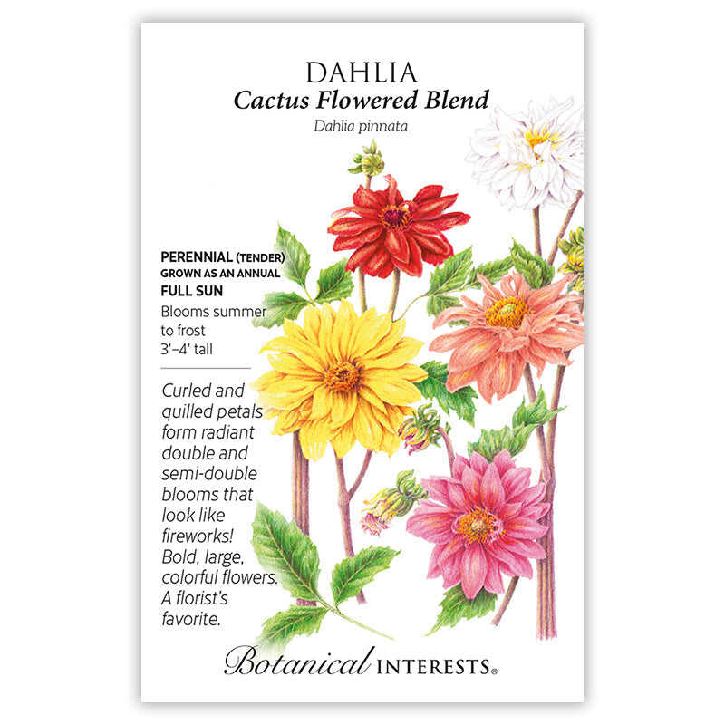 dahlia seed to flower Cactus Flowered Blend Dahlia Seeds – Botanical Interests
