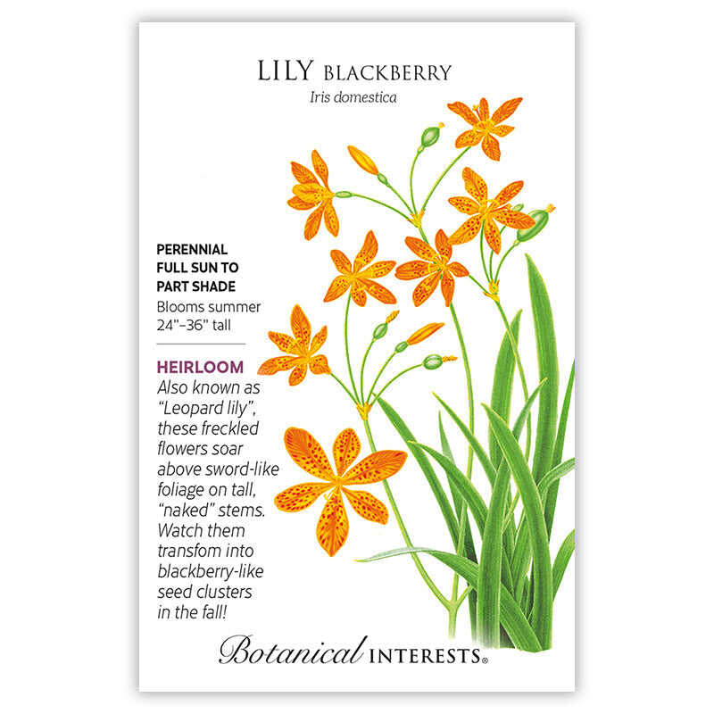 blackberry lily flower Blackberry Lily Seeds – Botanical Interests