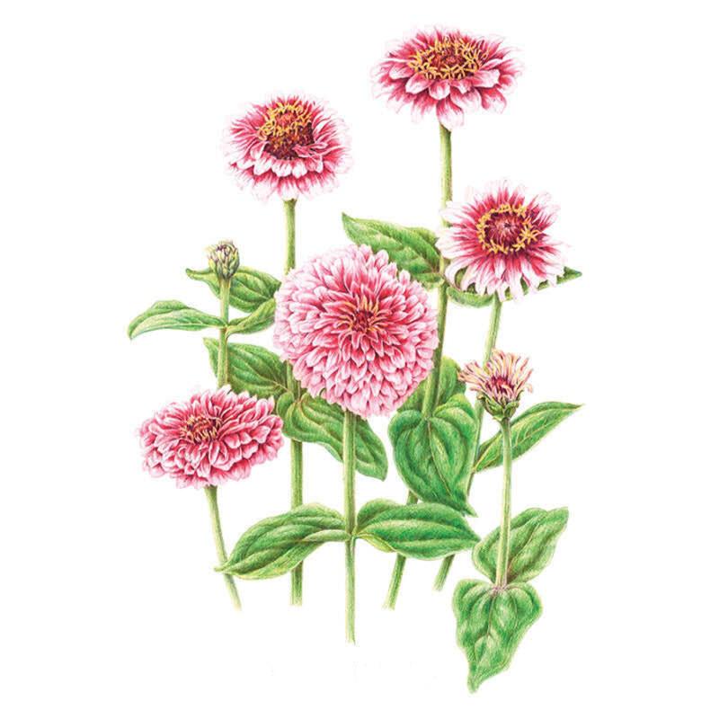 Mazurkia Zinnia Seeds