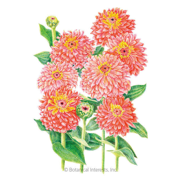 botanicalさま Senora Zinnia Seeds – Botanical Interests
