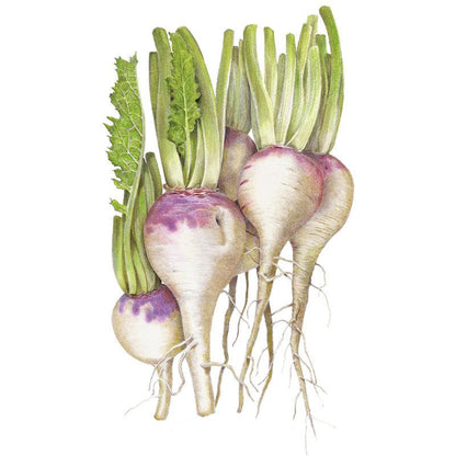 Purple Top White Globe Turnip Seeds