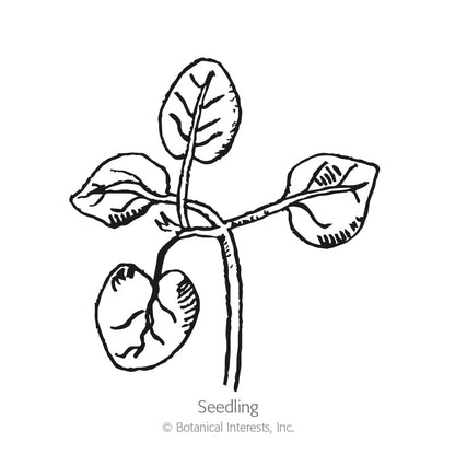 Orange Wonder Snapdragon Seeds