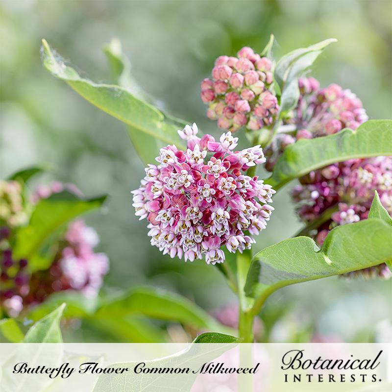 Common Milkweed/Butterfly Flower Seeds