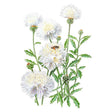 The Bride Bachelor's Button Seeds