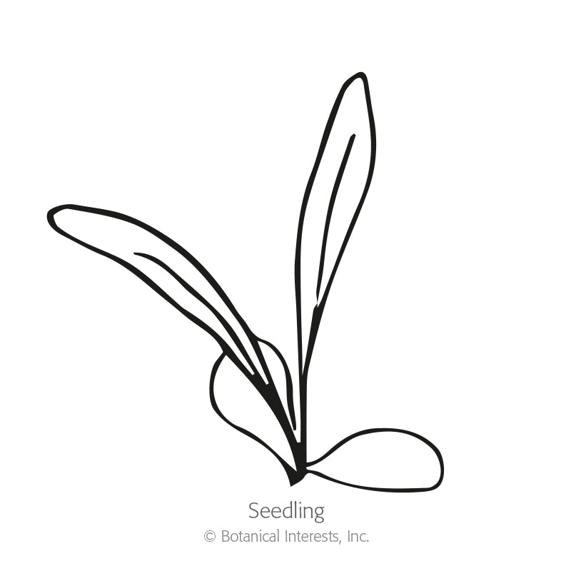 The Bride Bachelor's Button Seeds