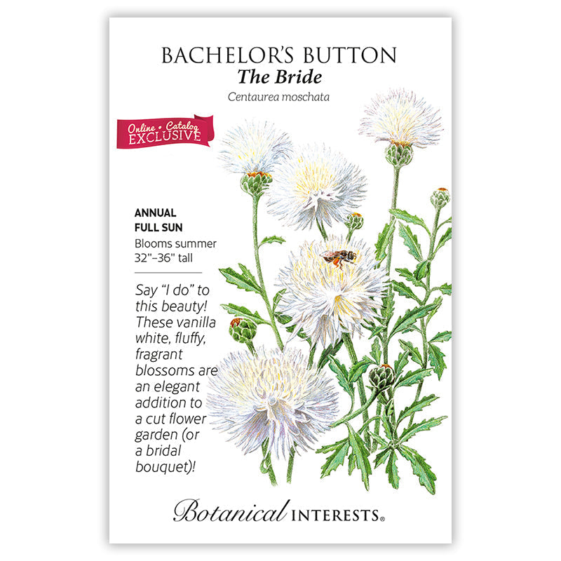 The Bride Bachelor's Button Seeds