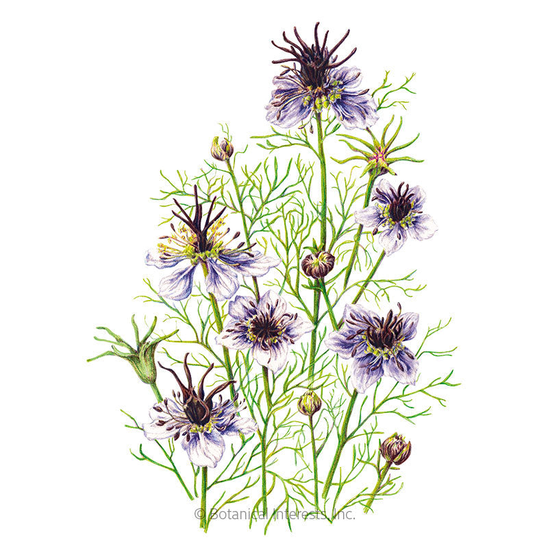 Love-In-A-Mist Delft Blue