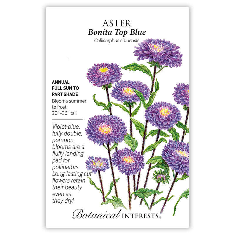 Bonita Top Blue Aster Seeds – Botanical Interests