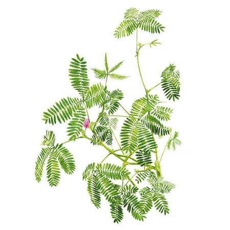 sensitive plant indoors Sensitive Plant – Botanical Interests