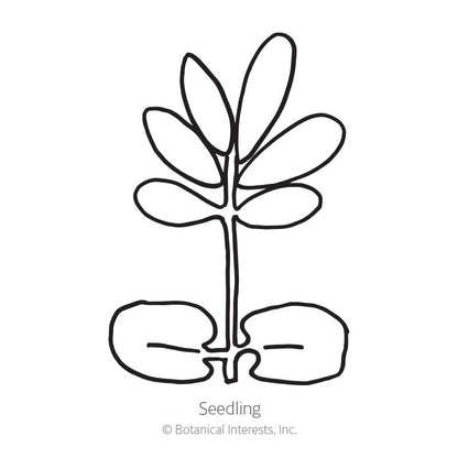 Sensitive Plant