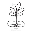 Sensitive Plant