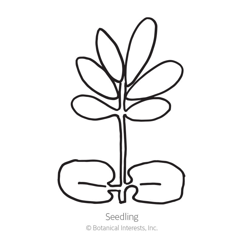 Sensitive Plant