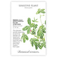 Sensitive Plant