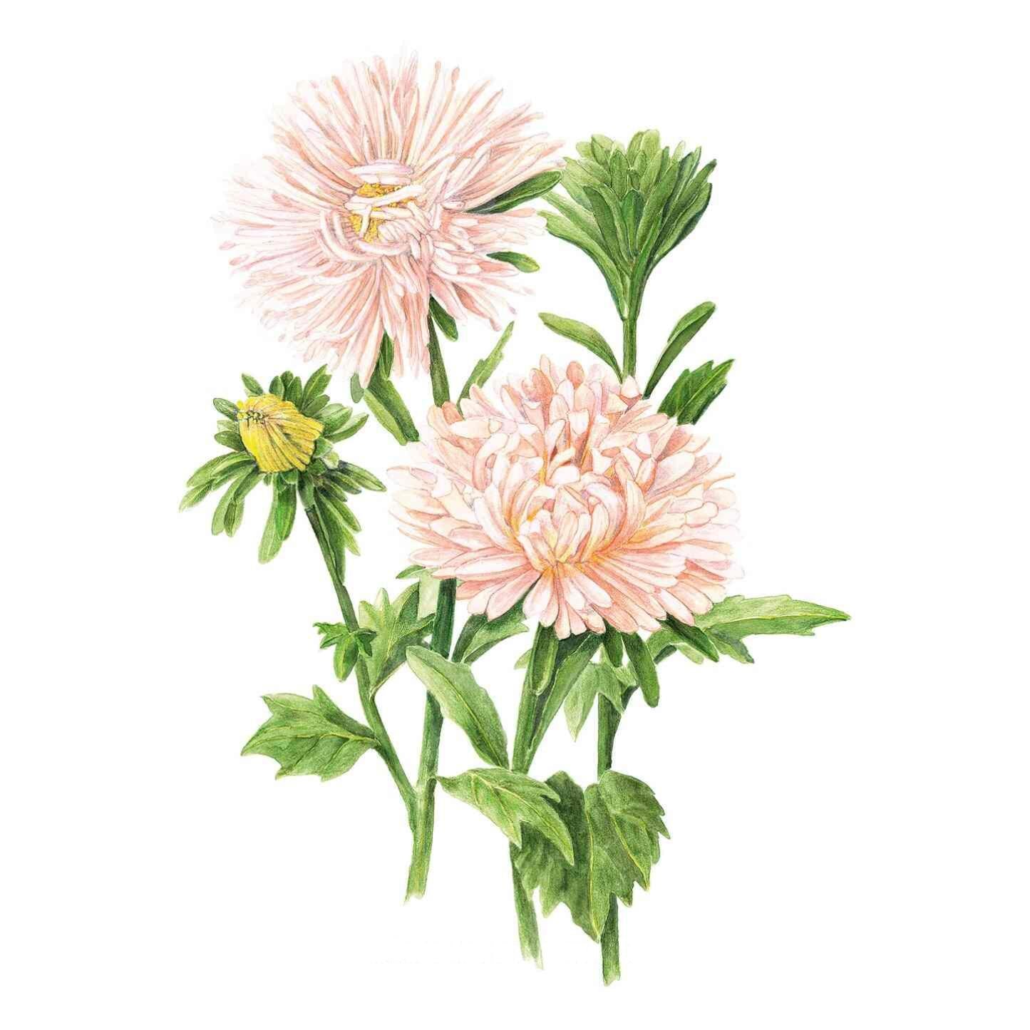 King Size Apricot Aster Seeds – Botanical Interests
