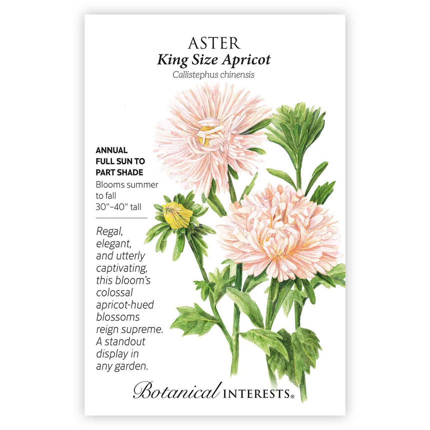 aster seed to flower time King Size Apricot Aster Seeds – Botanical Interests