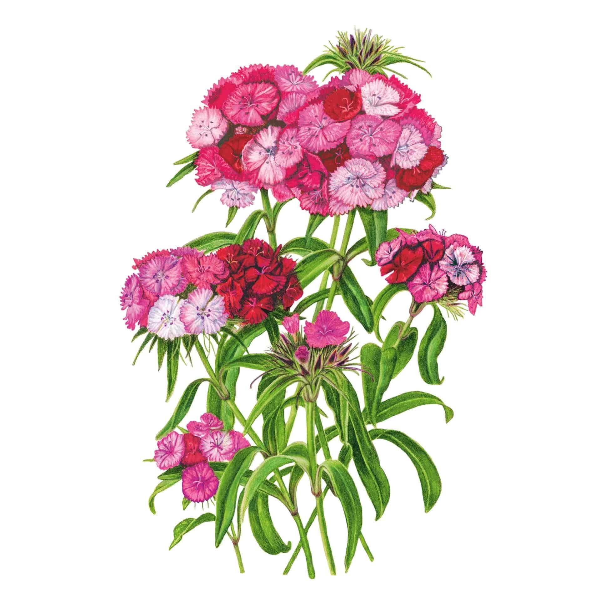 Sweet Rose Magic Sweet William Seeds – Botanical Interests