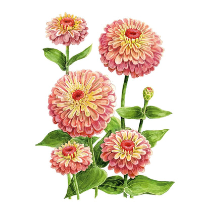 Queeny Lime Red Zinnia Seeds