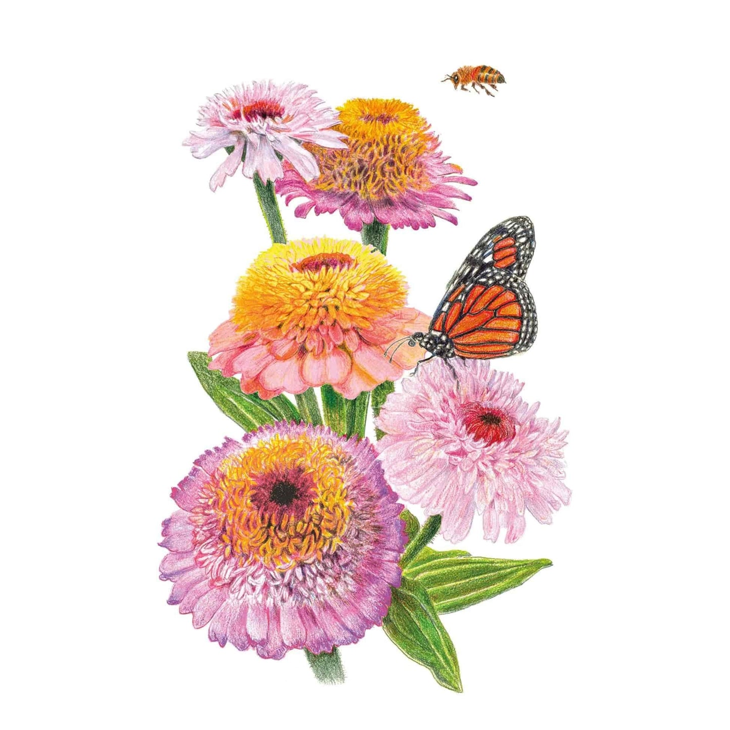 Zinderella Pastels Blend Zinnia Seeds