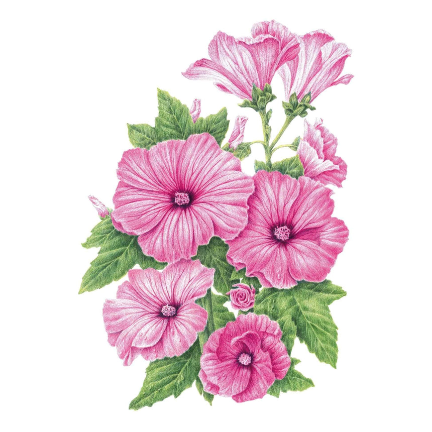 scarlet rose mallow seeds Pink Rose Mallow Seeds – Botanical Interests