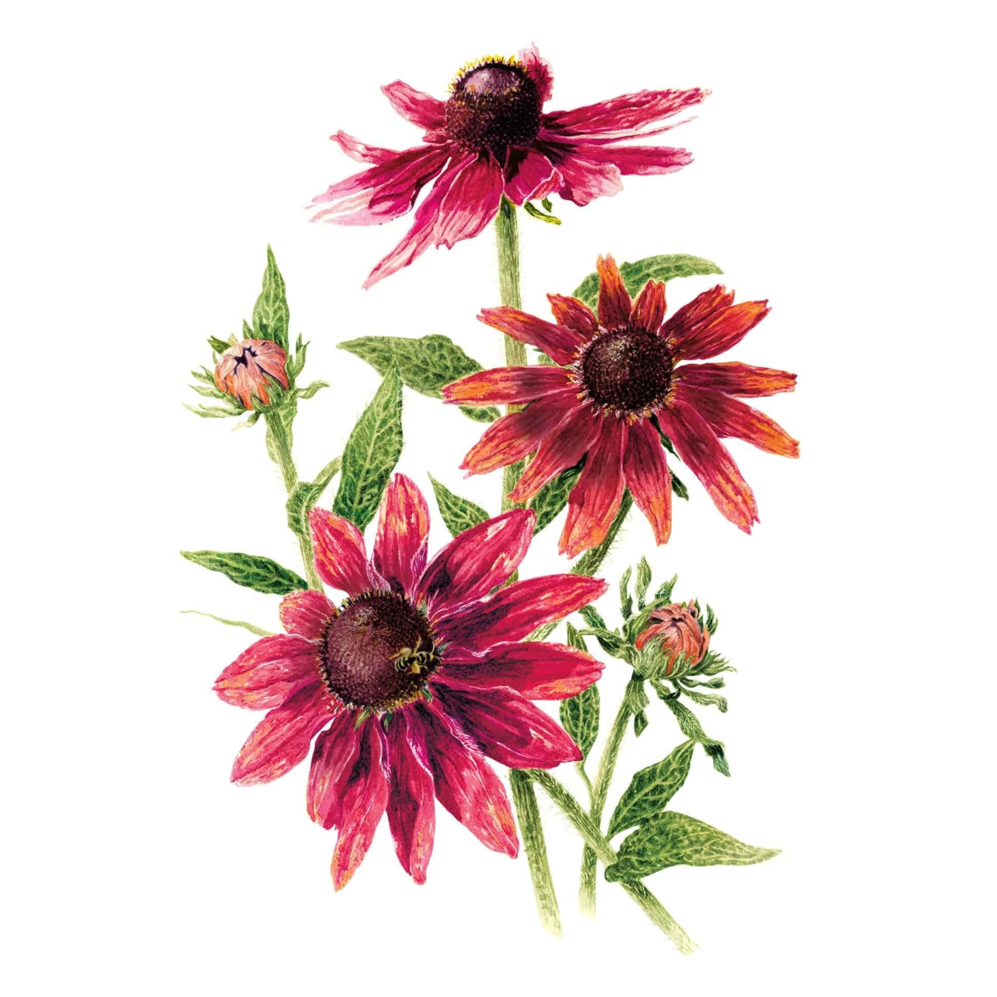 Cherry Brandy Black-Eyed Susan Seeds – Botanical Interests