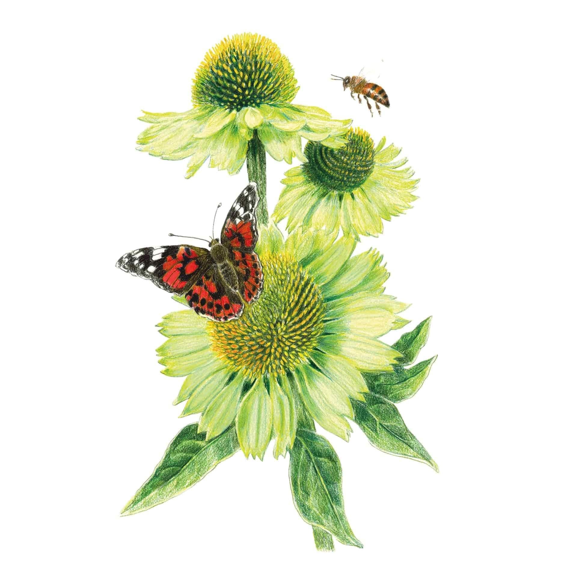 Alan's Pride Echinacea Seeds – Botanical Interests