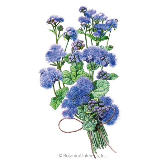 Blue Planet Ageratum  Seeds