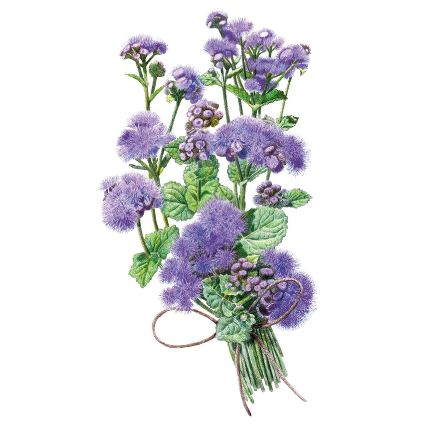 planting ageratum seeds Blue Planet Ageratum Seeds – Botanical Interests