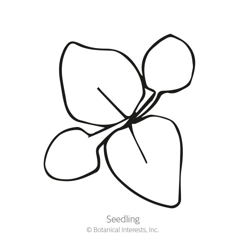 Blue Planet Ageratum  Seeds