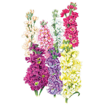 stock flower seeds Column Blend Stock Seeds – Botanical Interests