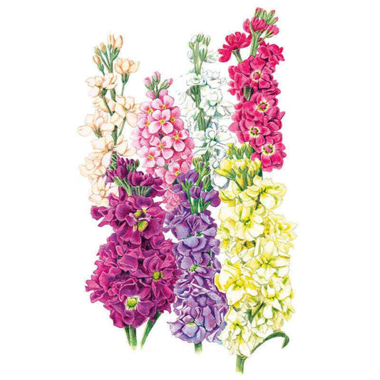 Column Blend Stock Seeds