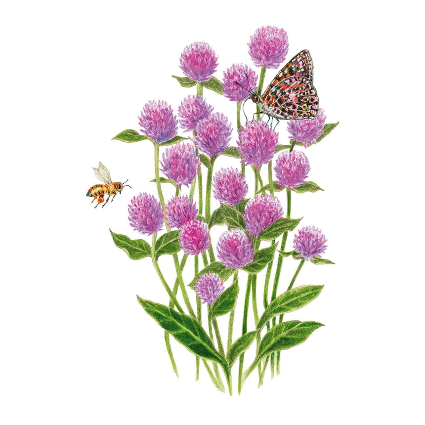 lavender lady seeds Lavender Lady Gomphrena Seeds