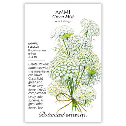 Green Mist Ammi Seeds