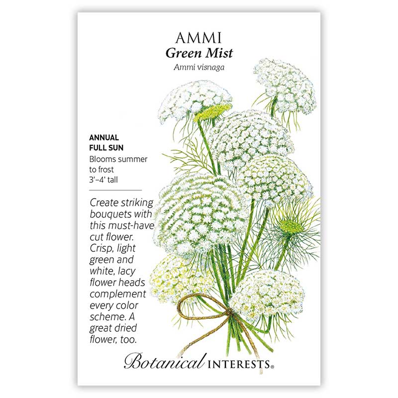 ammi flower seeds Green Mist Ammi Seeds