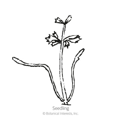 Dara Ammi Seeds