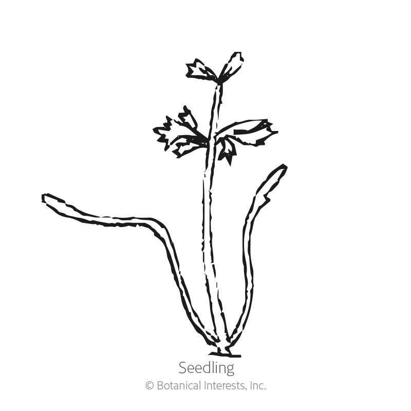 Green Mist Ammi Seeds