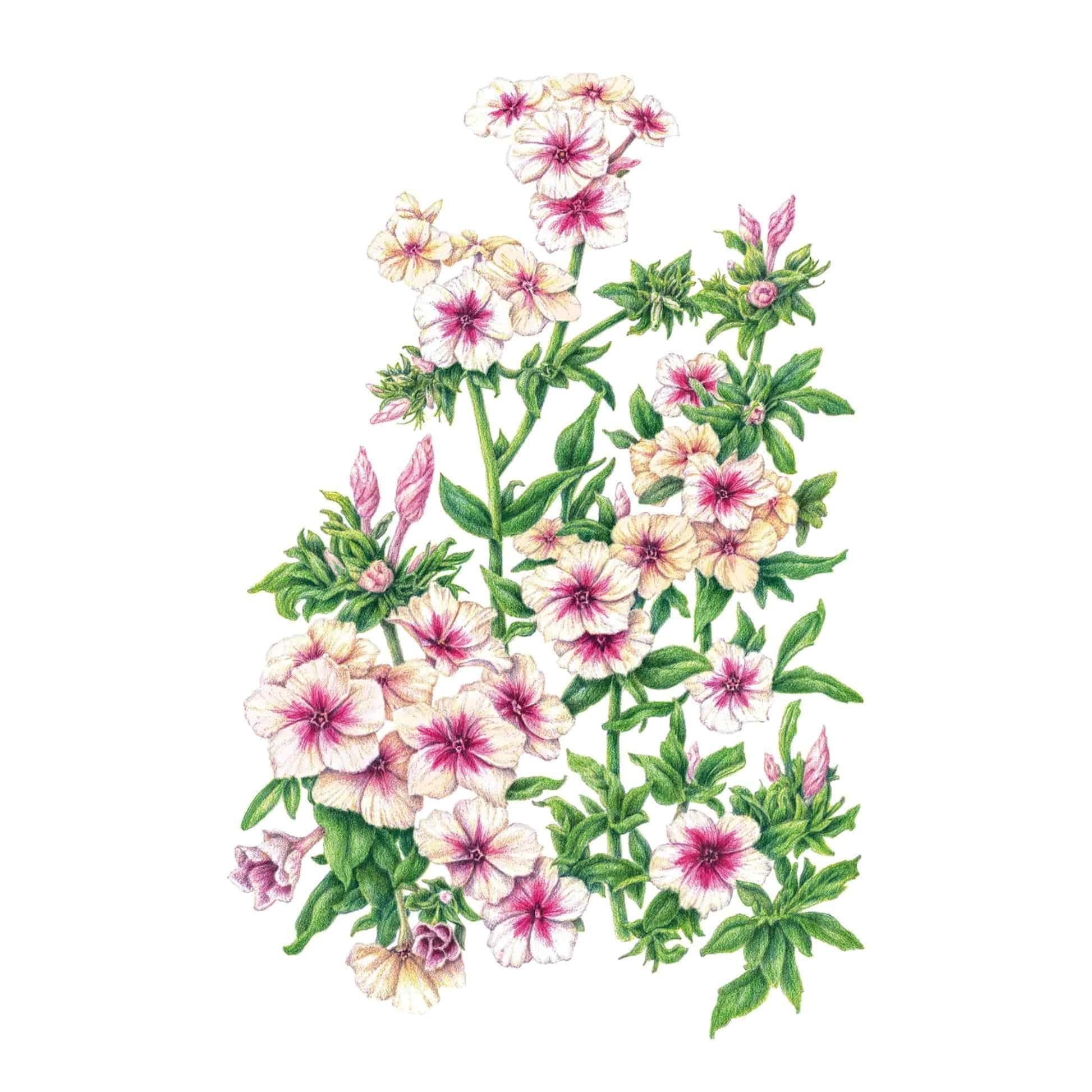 Cherry Caramel Phlox Seeds – Botanical Interests
